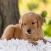 Image of Hazel, a Golden Retriever puppy