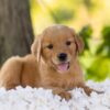 Image of Hazel, a Golden Retriever puppy