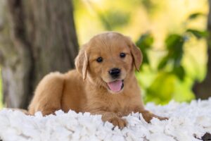 Image of Hazel, a Golden Retriever puppy