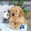 Image of Kasper, a Golden Retriever puppy