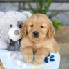 Image of Kasper, a Golden Retriever puppy