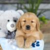 Image of Kasper, a Golden Retriever puppy