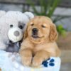 Image of Kasper, a Golden Retriever puppy