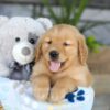 Image of Kasper, a Golden Retriever puppy