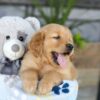 Image of Kasper, a Golden Retriever puppy