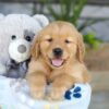 Image of Kasper, a Golden Retriever puppy