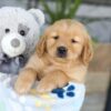 Image of Kasper, a Golden Retriever puppy