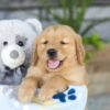 Image of Kasper, a Golden Retriever puppy
