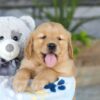 Image of Kasper, a Golden Retriever puppy
