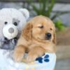 Image of Kasper, a Golden Retriever puppy