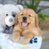 Image of Kasper, a Golden Retriever puppy