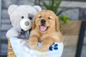 Image of Kasper, a Golden Retriever puppy