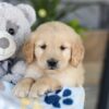 Image of Katron, a Golden Retriever puppy