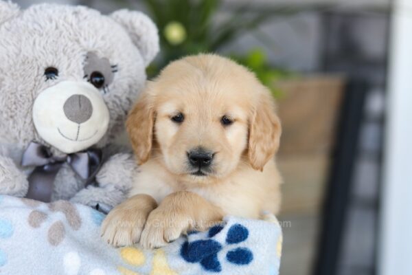 Image of Katron, a Golden Retriever puppy