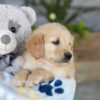 Image of Katron, a Golden Retriever puppy