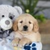 Image of Katron, a Golden Retriever puppy