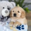 Image of Katron, a Golden Retriever puppy