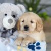 Image of Katron, a Golden Retriever puppy
