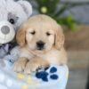 Image of Katron, a Golden Retriever puppy