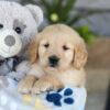 Image of Katron, a Golden Retriever puppy