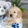 Image of Katron, a Golden Retriever puppy