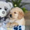 Image of Katron, a Golden Retriever puppy