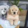 Image of Kendra, a Golden Retriever puppy