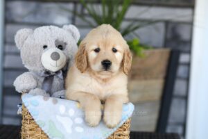 Image of Kendra, a Golden Retriever puppy