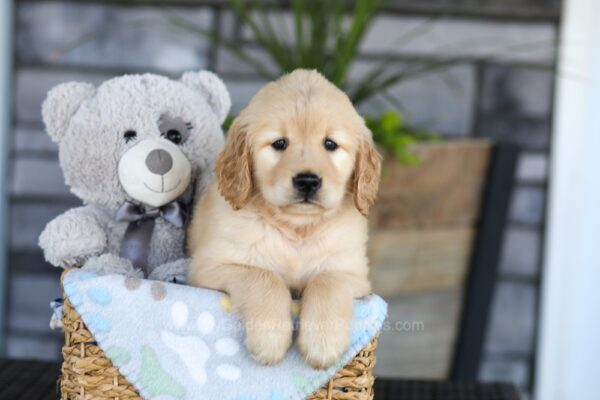 Image of Kendra, a Golden Retriever puppy
