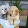 Image of Kendra, a Golden Retriever puppy