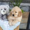 Image of Kendra, a Golden Retriever puppy