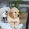 Image of Kendra, a Golden Retriever puppy