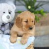 Image of Kinsley, a Golden Retriever puppy