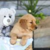 Image of Kinsley, a Golden Retriever puppy