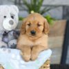 Image of Kinsley, a Golden Retriever puppy