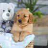 Image of Kinsley, a Golden Retriever puppy