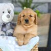 Image of Kinsley, a Golden Retriever puppy