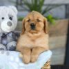Image of Kinsley, a Golden Retriever puppy