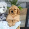Image of Kinsley, a Golden Retriever puppy