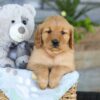 Image of Kinsley, a Golden Retriever puppy