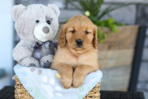 Image of Kinsley, a Golden Retriever puppy