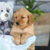 Image of Kinsley, a Golden Retriever puppy