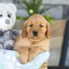 Image of Kinsley, a Golden Retriever puppy