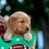 Image of Lenny, a Golden Retriever puppy