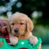 Image of Lenny, a Golden Retriever puppy