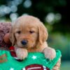 Image of Lenny, a Golden Retriever puppy