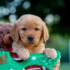 Image of Lenny, a Golden Retriever puppy