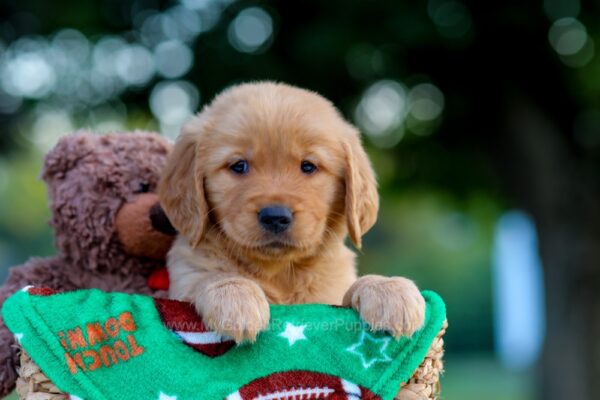 Image of Lenny, a Golden Retriever puppy