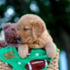 Image of Levi, a Golden Retriever puppy