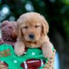 Image of Levi, a Golden Retriever puppy